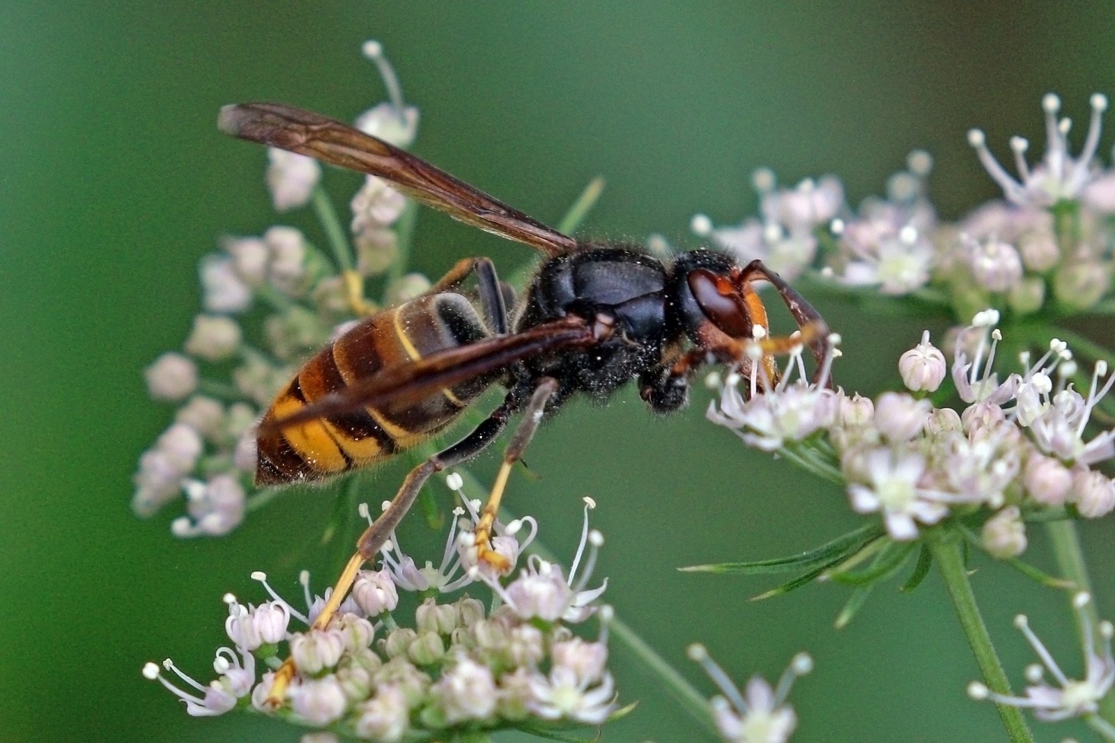 Frelon asiatique sur des fleurs : thorax sombre, bande orangée et extrémités des pattes jaunes