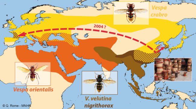 Carte illustrative : zones de vigilance du frelon asiatique (Vespa velutina) en Am&eacute;rique