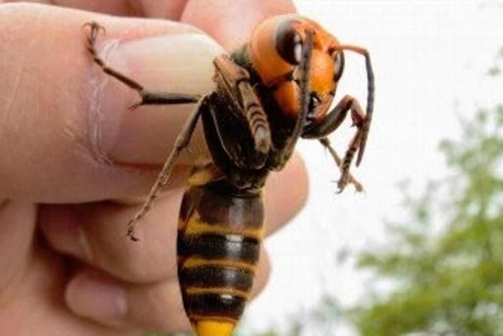 Illustration : frelon asiatique (Vespa velutina) et vigilance en Am&eacute;rique du Nord