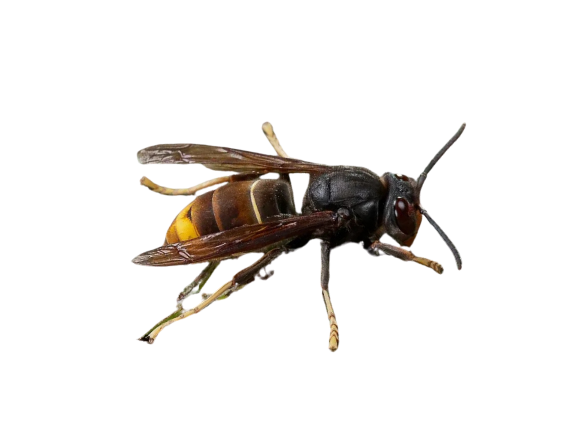 Comparaison : frelon asiatique (Vespa velutina) — repères visuels