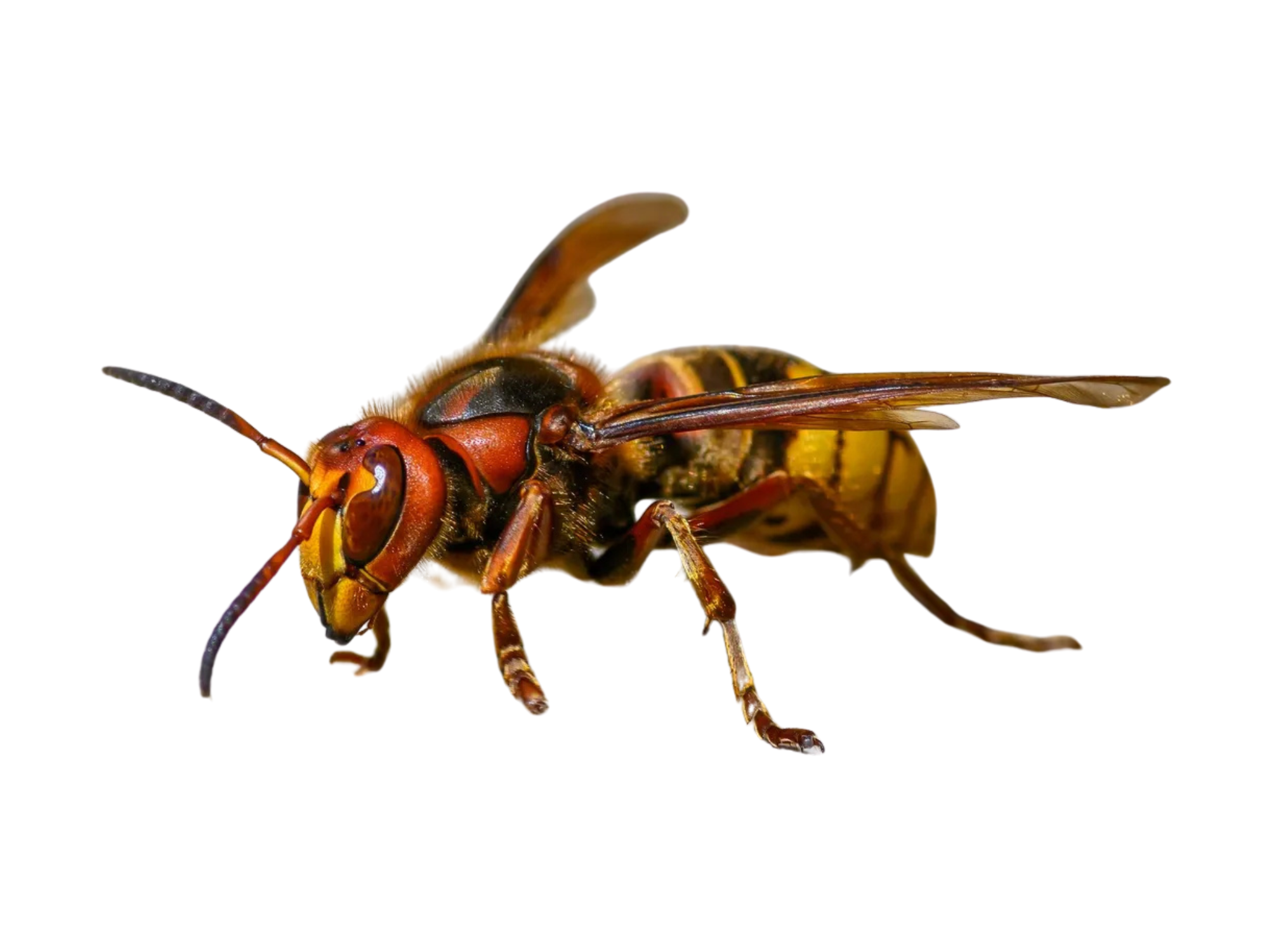 Comparaison : frelon européen (Vespa crabro) — repères visuels