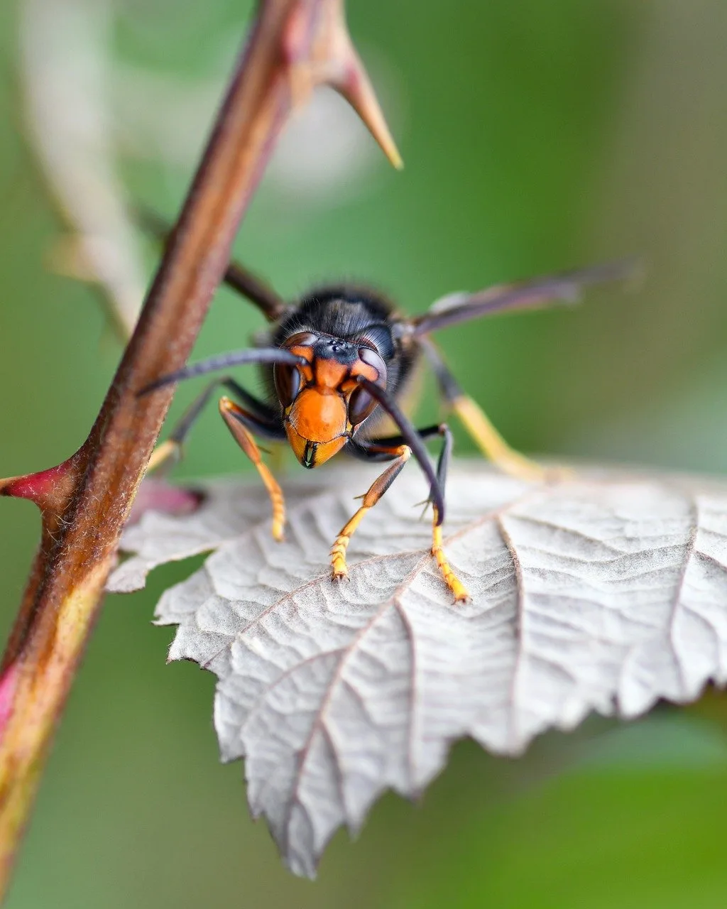 Nid de frelon : comment le reconnaître, où le trouver et quoi faire (asiatique vs européen)