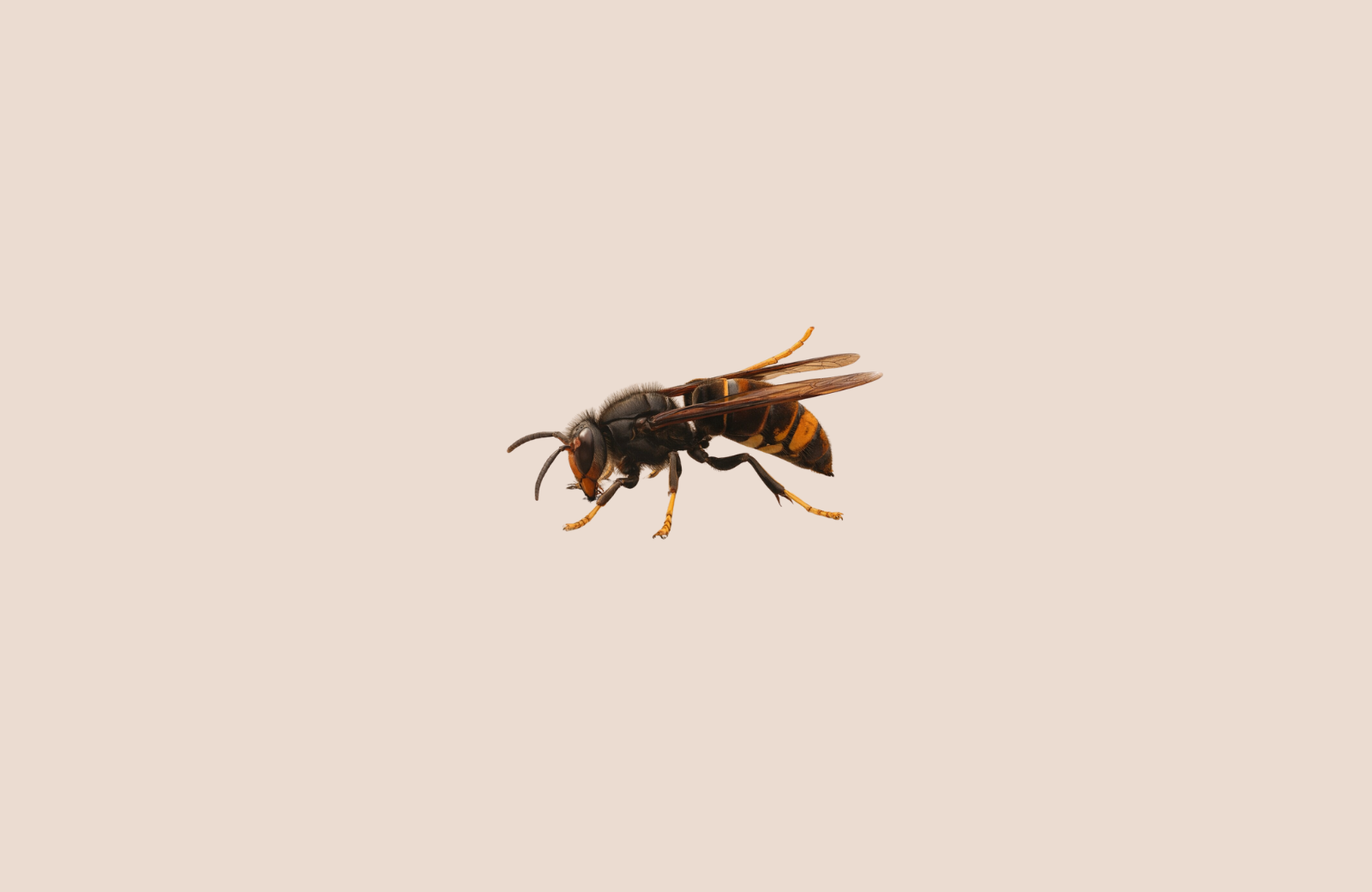 Frelon asiatique (Vespa velutina) : schéma anatomie