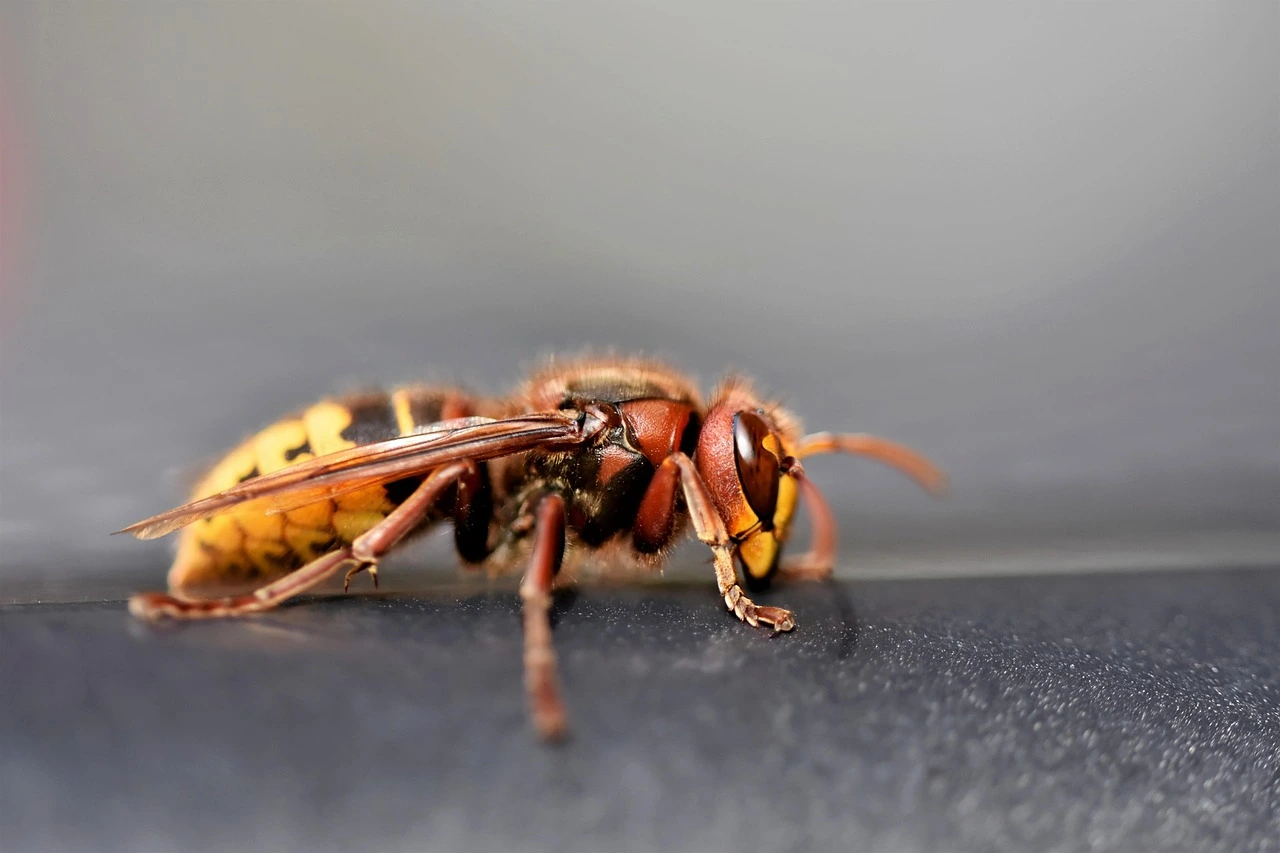 Frelon européen (Vespa crabro) — thorax roux/jaune, pattes brunes