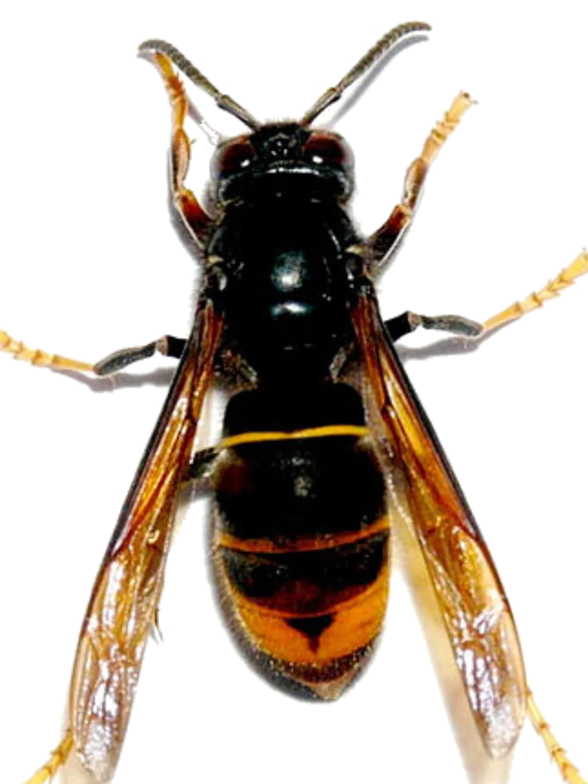 Frelon asiatique avec repères visuels sur le thorax sombre, la bande orangée et les pattes jaunes