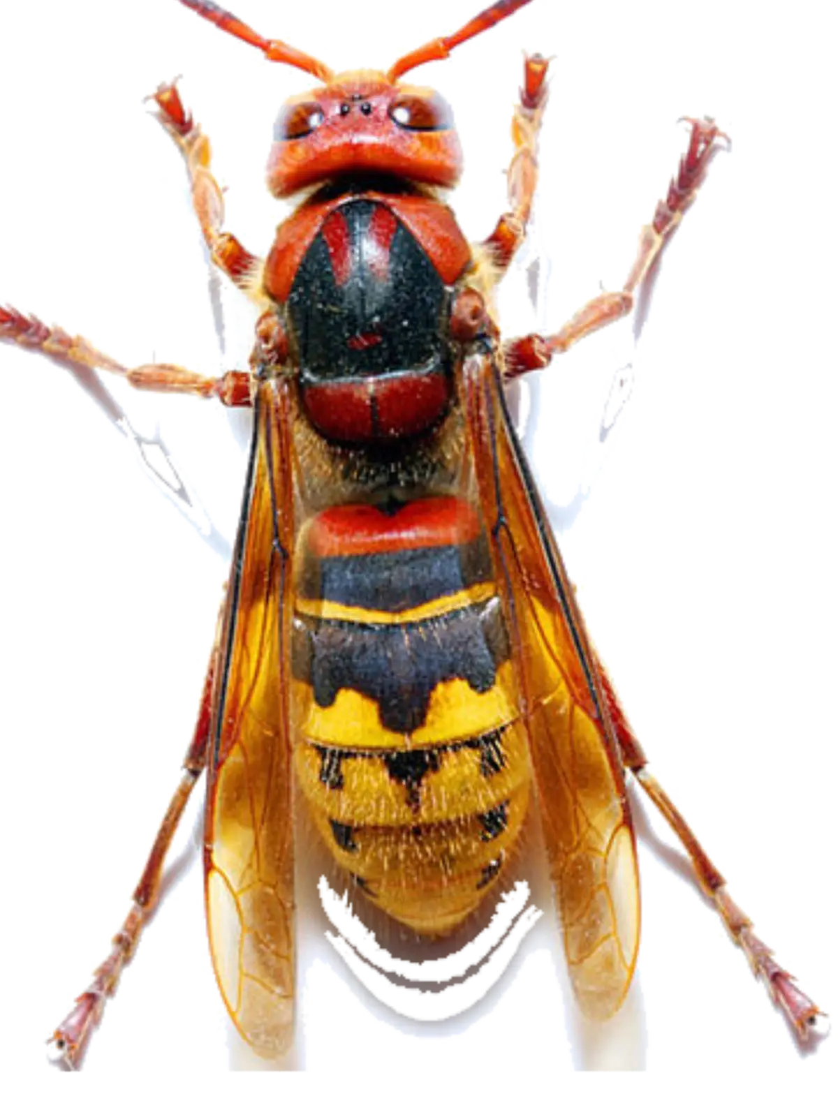 Frelon européen avec repères visuels sur la tête rousse, l’abdomen jaune rayé et les pattes plus rousses