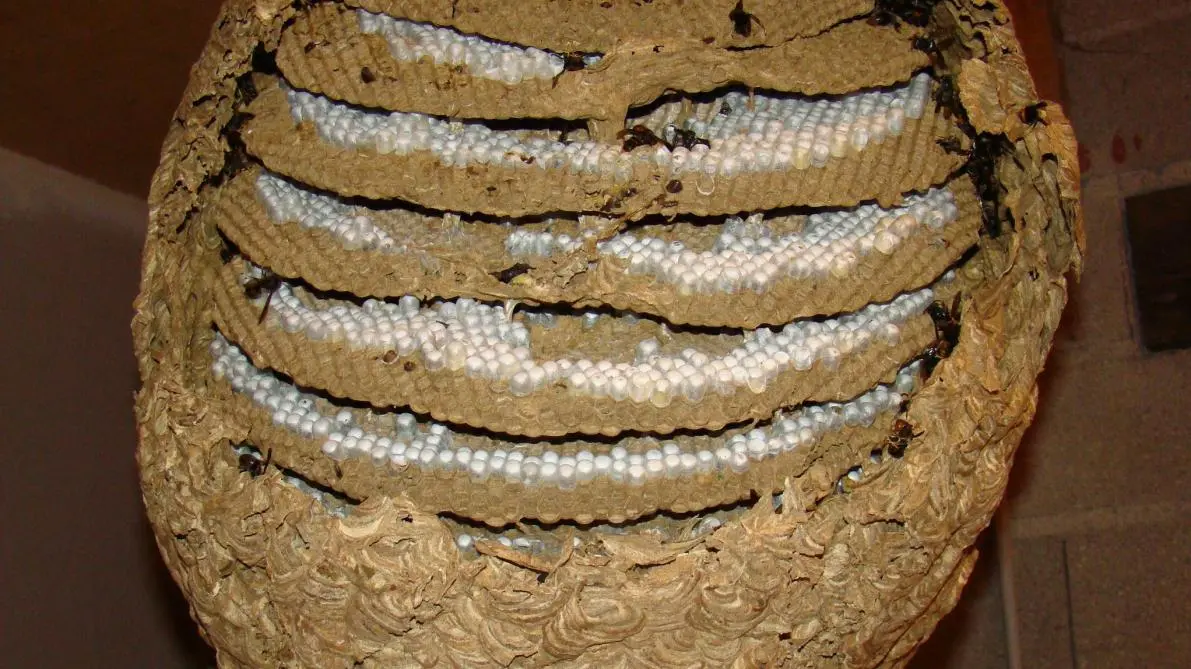 Nid de frelon asiatique : intérieur (rayons, cellules, enveloppe)