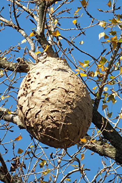 Nid de frelon asiatique suspendu dans un arbre