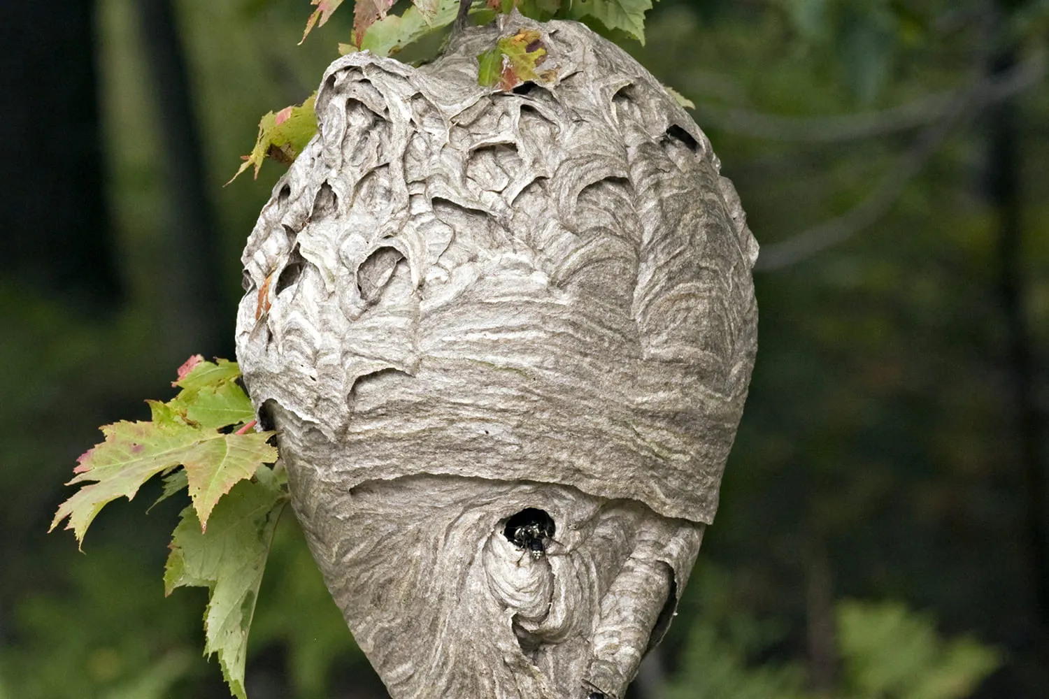 Nid de frelon européen