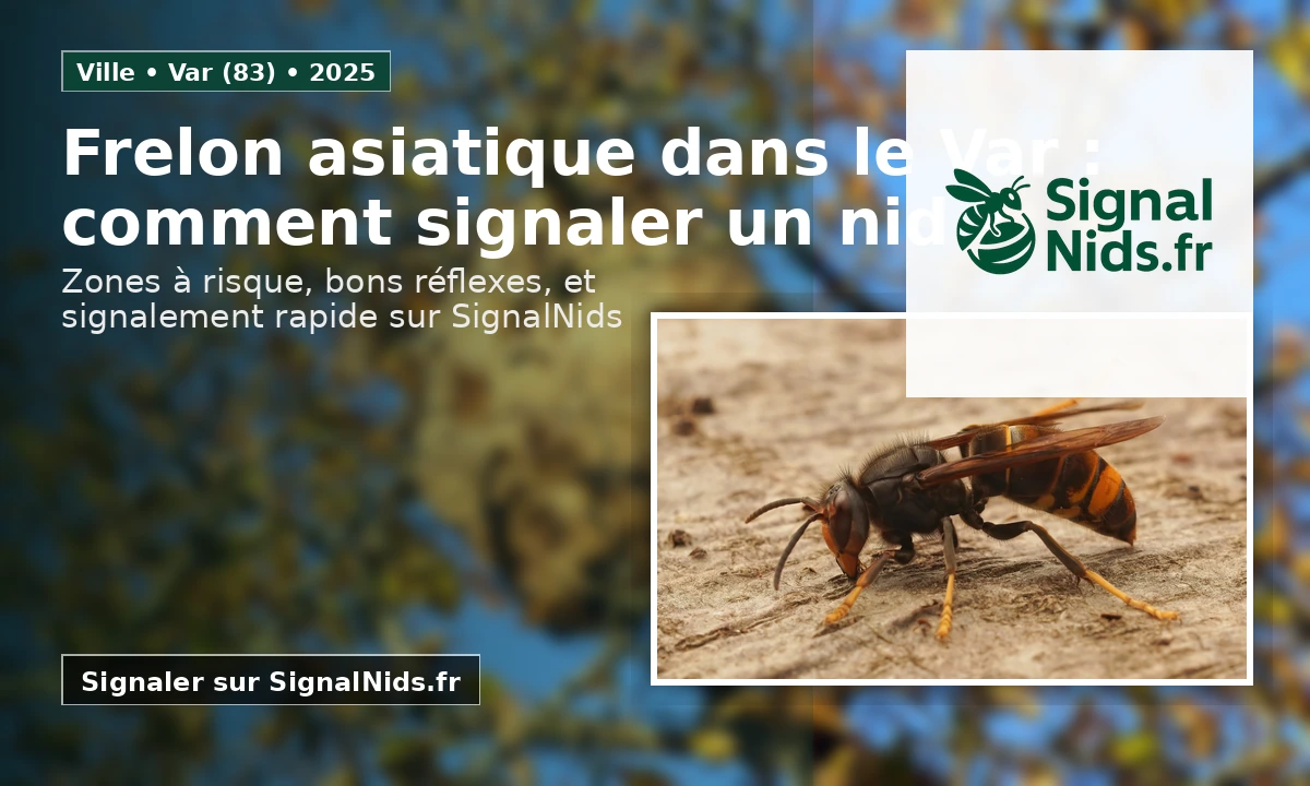 Frelon asiatique dans le Var (83) : comment repérer un nid, le signaler et agir en 2025