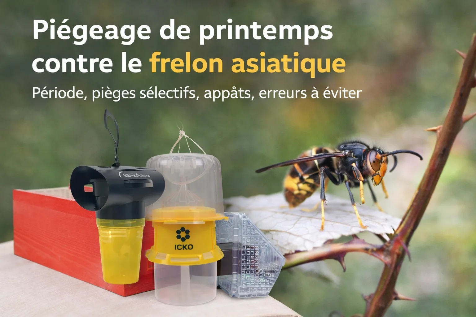 Piégeage du frelon asiatique au printemps : quand commencer et quels pièges utiliser en 2026 ?