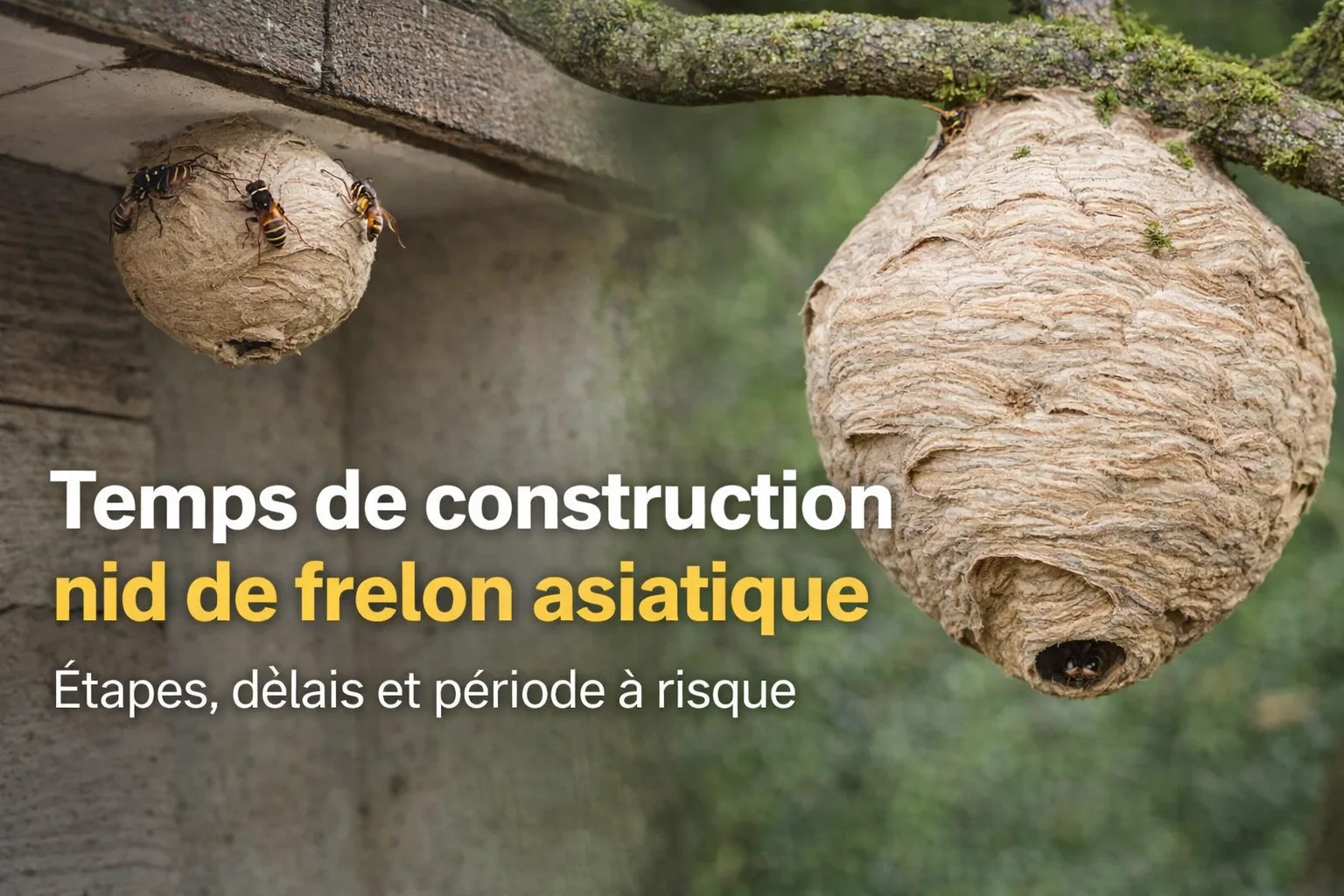 Temps de construction d’un nid de frelon asiatique : étapes, délais et période à risque