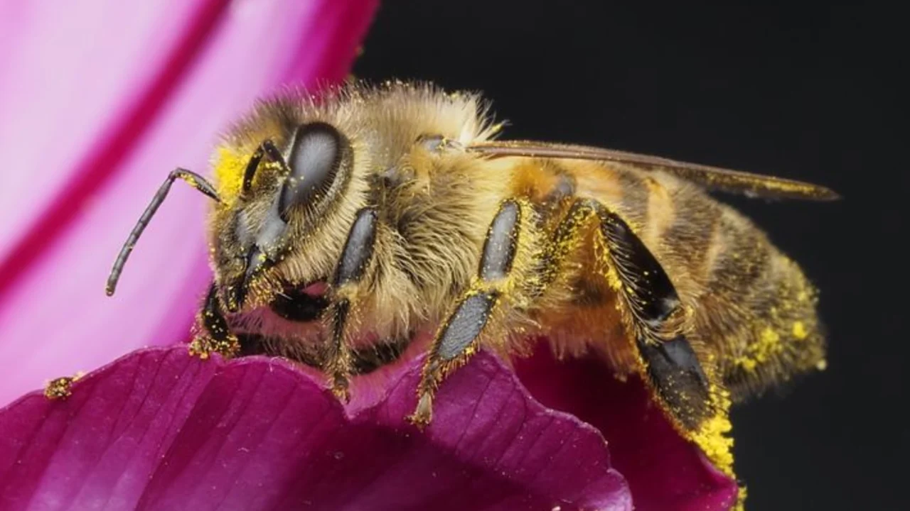 Photographie d’une abeille sur une fleur rose