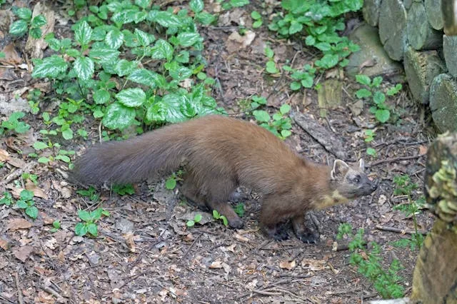 Nid de vespid&eacute; (gu&ecirc;pe ou frelon) : structure en papier et ouvertures