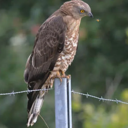 Bondr&eacute;e apivore (Pernis apivorus), rapace pouvant consommer des larves d'hym&eacute;nopt&egrave;res et des nids