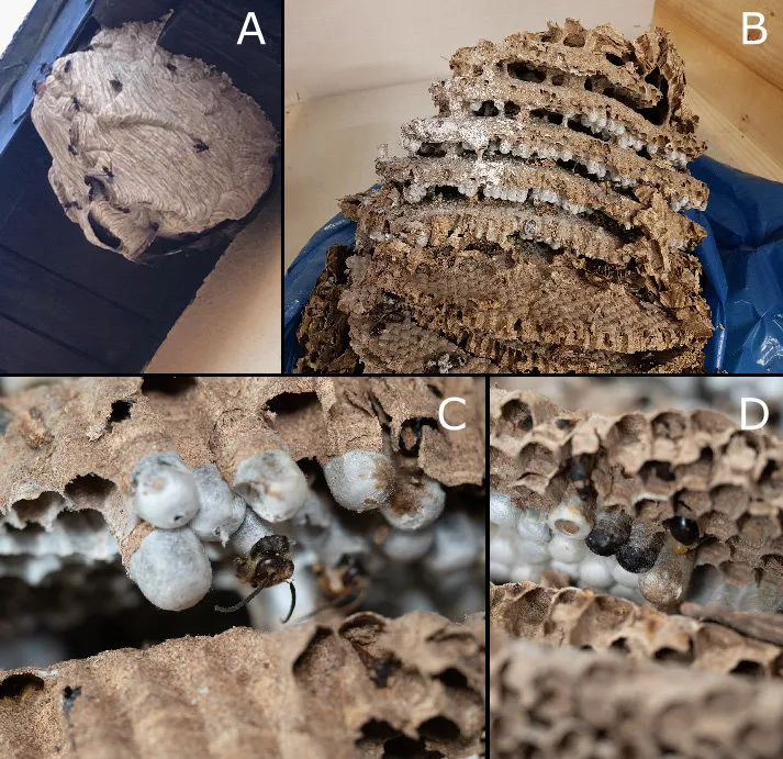 Nid primaire de frelon asiatique au printemps : petite structure abrit&eacute;e, p&eacute;riode de la reine fondatrice