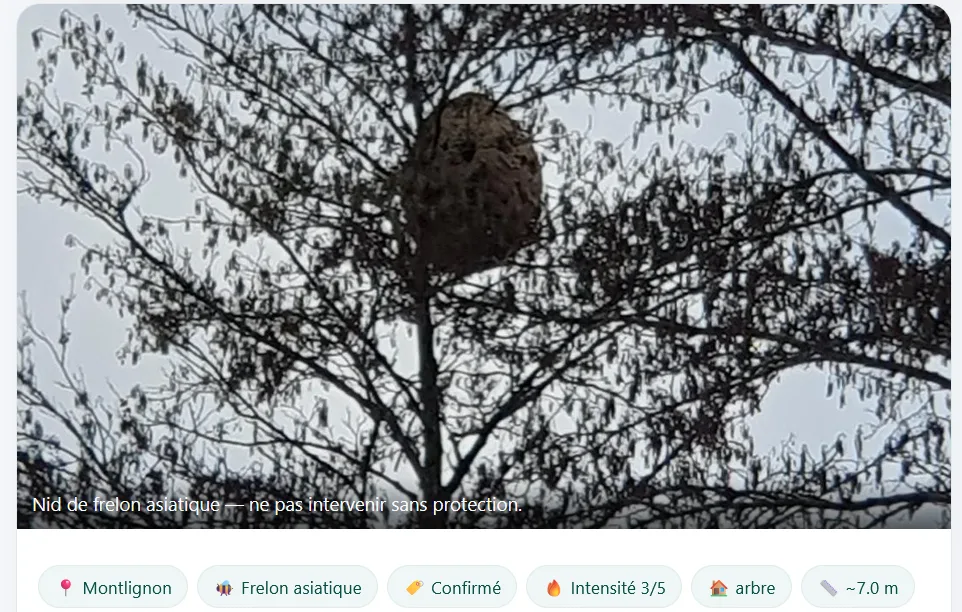 Photo du nid de frelon en détail sur signalnids