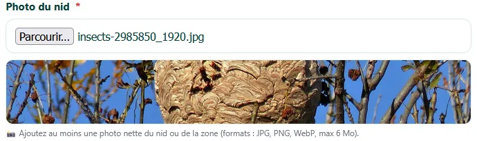 Photo signalement du nid frelon asiatique