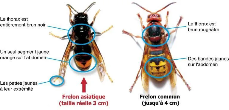 Diff&eacute;rences de couleurs entre frelon asiatique et frelon europ&eacute;en