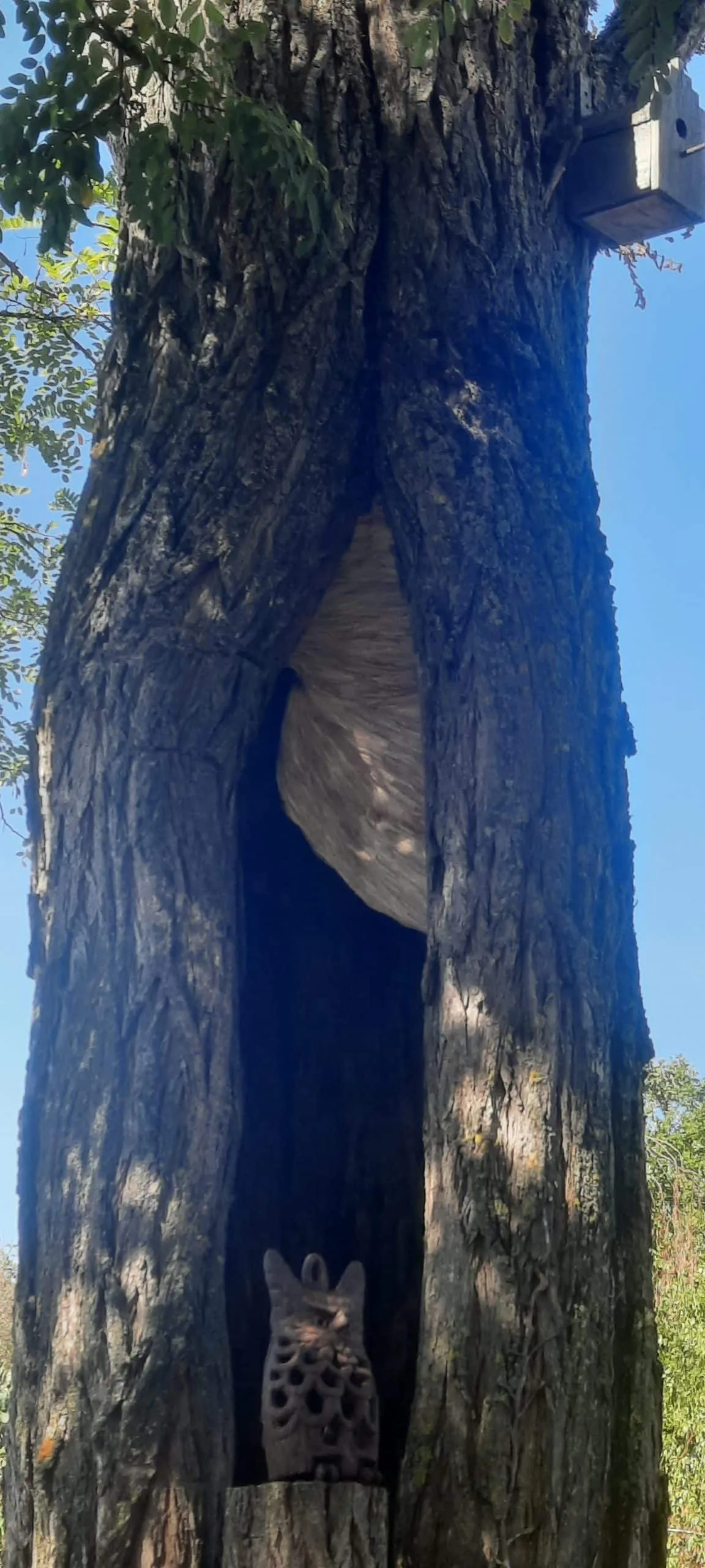 Nid de frelon asiatique en hauteur dans un arbre