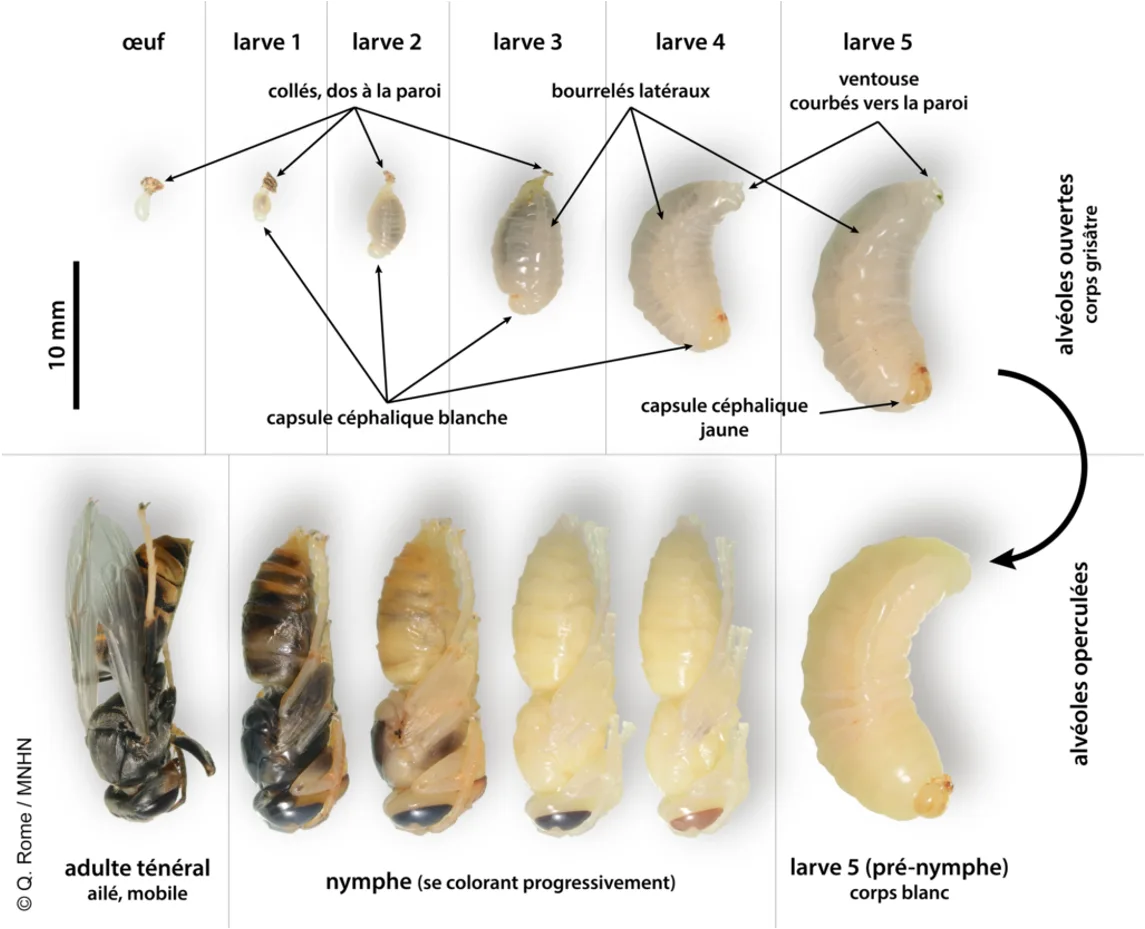 Cycle de vie du frelon asiatique de la larve &agrave; l&rsquo;adulte