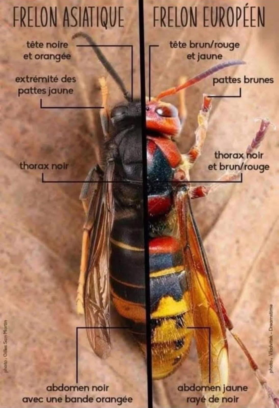 Frelon asiatique ou frelon européen : différences, danger, nid