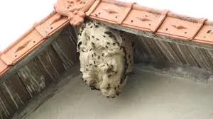 Nid de frelon asiatique : comment le reconnaître et que faire