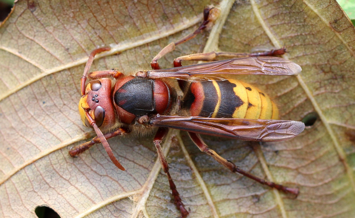 Frelon europ&eacute;en Reine