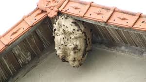 Nid de frelon asiatique au printemps : nid primaire petit et discret