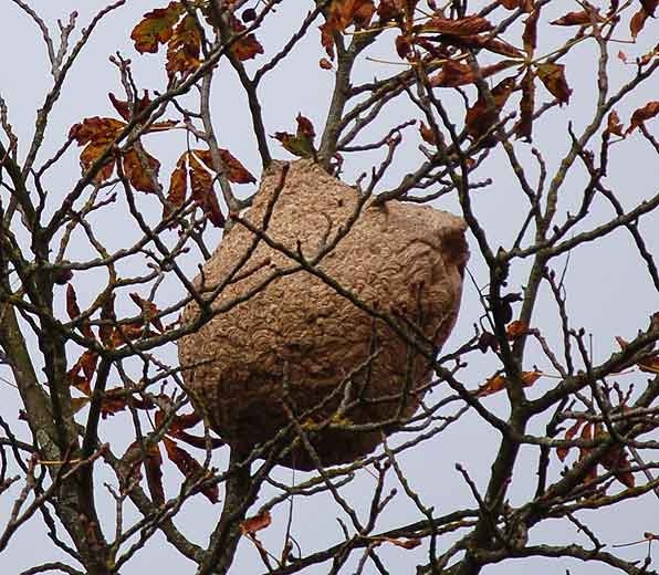Nid de frelon asiatique : nid secondaire volumineux en papier m&acirc;ch&eacute;, souvent en hauteur