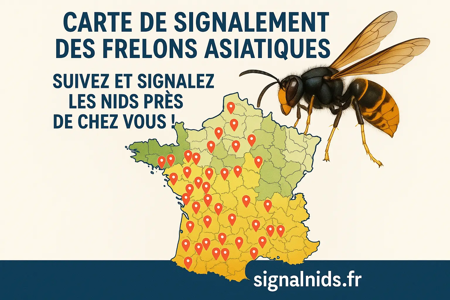 Carte de signalement des frelons asiatiques : suivez et signalez les nids près de chez vous