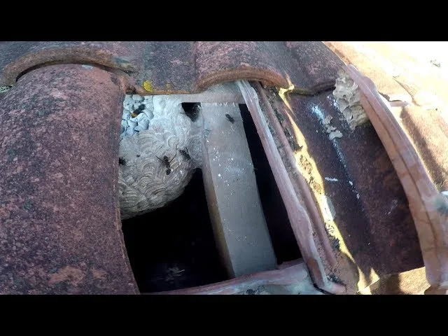 Nid de frelon sous une toiture de maison