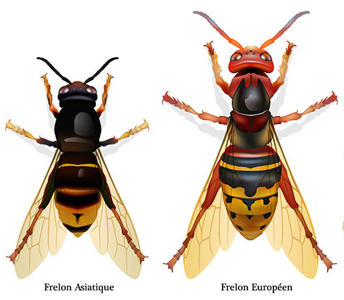 Comparatif : frelon asiatique (Vespa velutina) vs frelon européen (Vespa crabro) – thorax noir, bande orangée et pattes jaunes pour le frelon asiatique