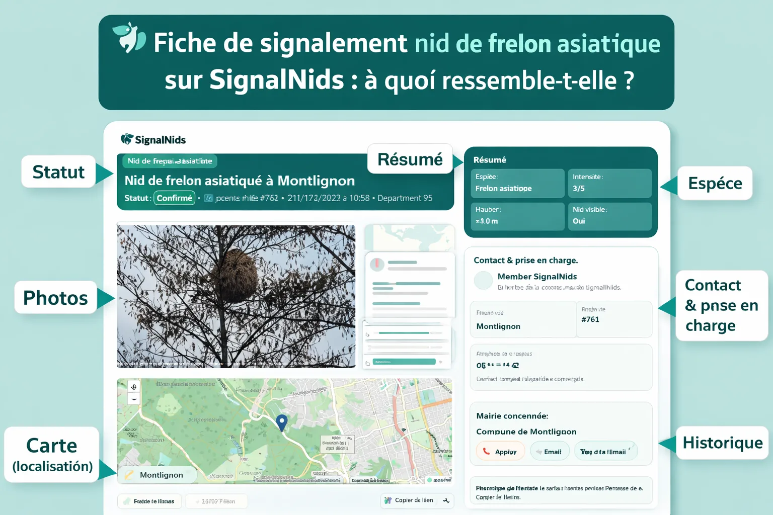 Fiche de signalement nid de frelon asiatique : à quoi ressemble-t-elle sur SignalNids ?