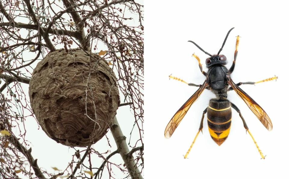 Frelons asiatiques en vol autour de leur nid