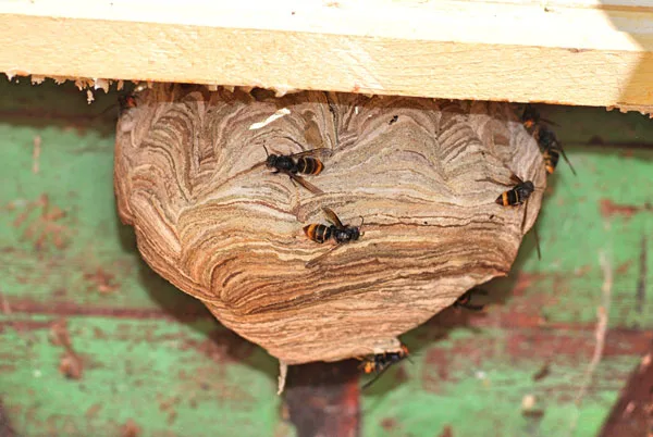 Frelons dans la toiture ou le grenier : dangers et solutions