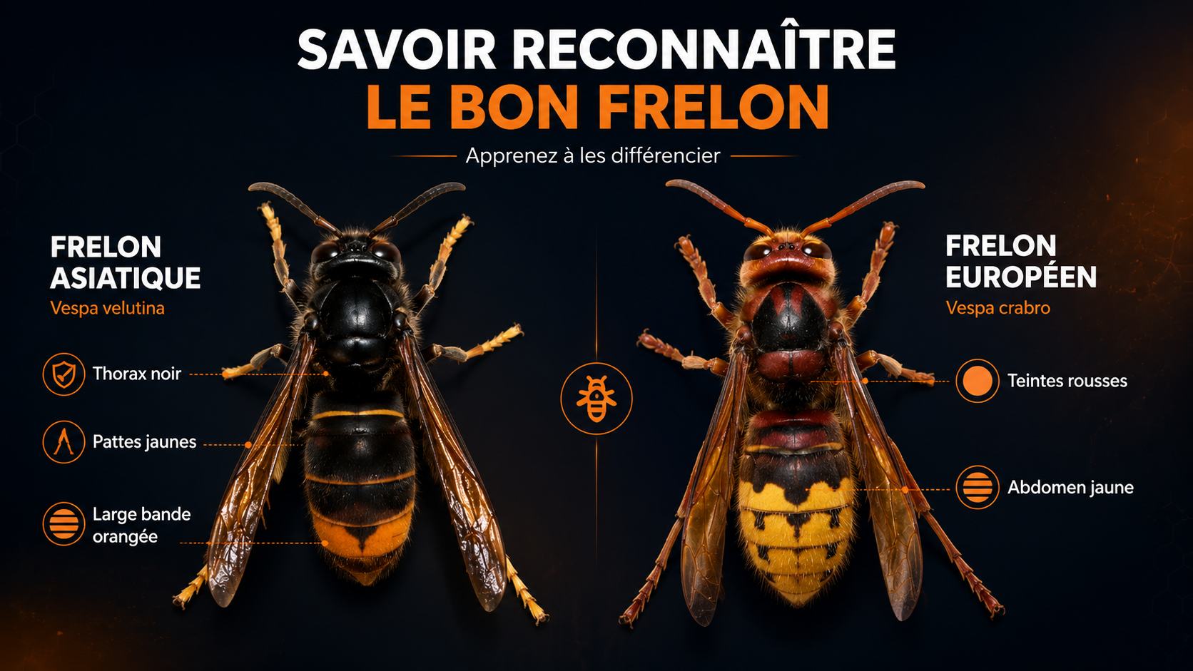 Identifier un frelon asiatique et le différencier du frelon européen