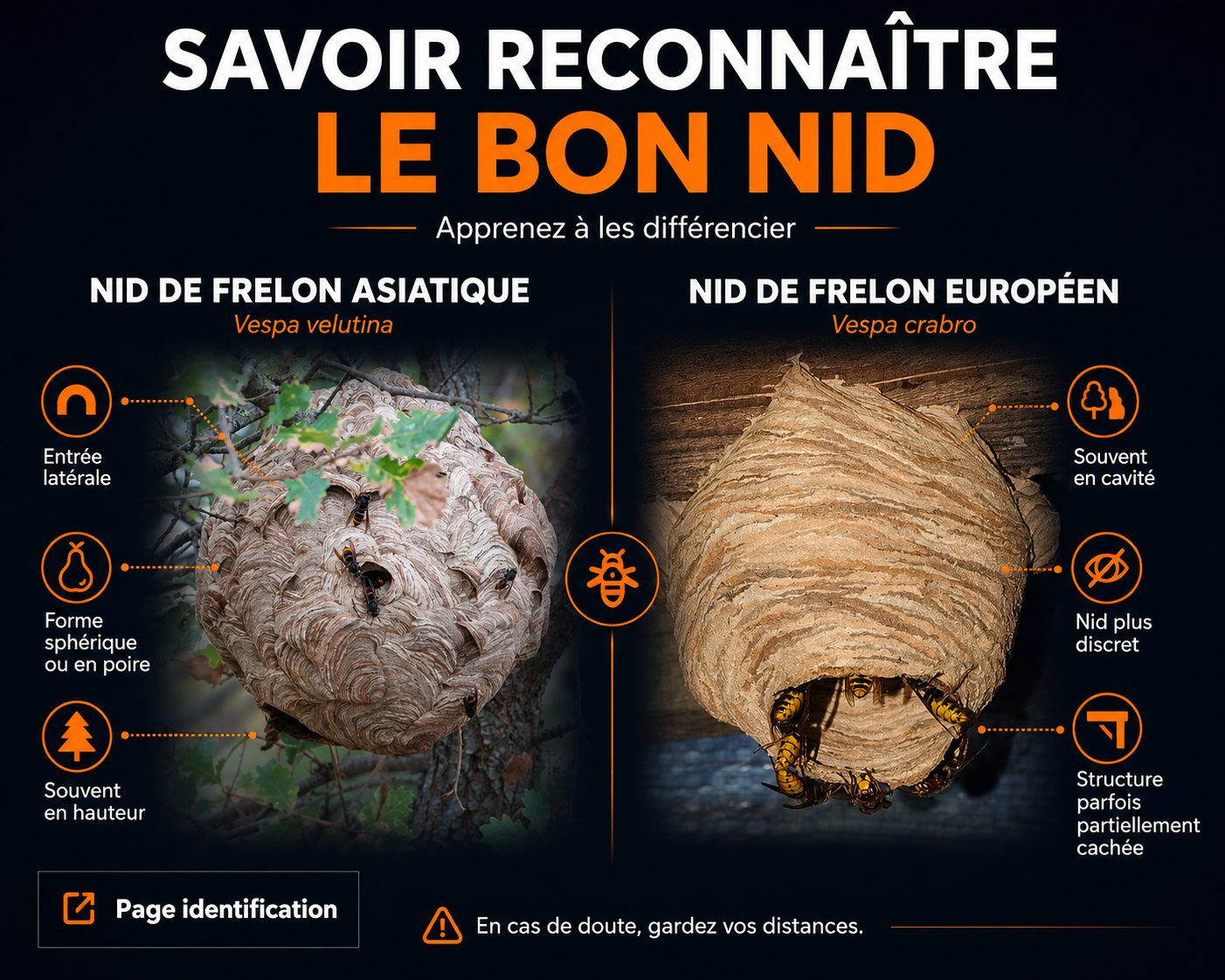 Identifier un nid de frelon asiatique et le différencier d’un nid de frelon européen