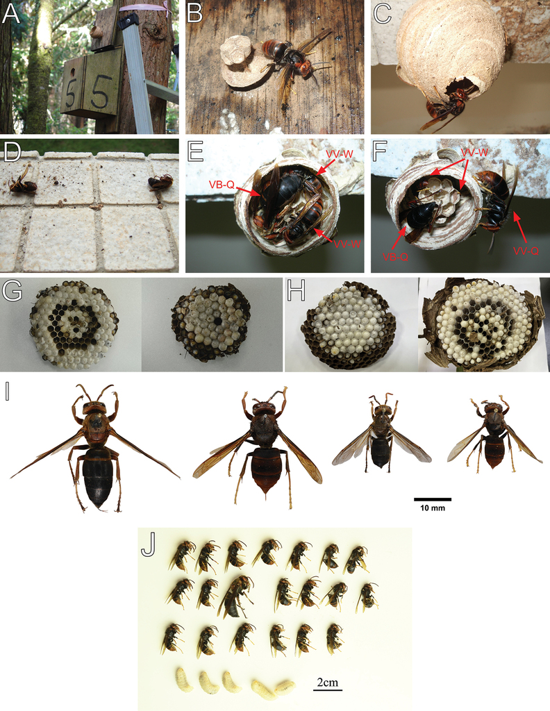 Nid de frelon asiatique accroché dans un arbre en été