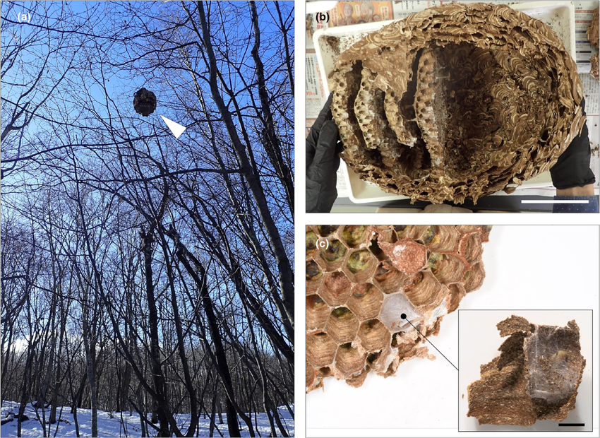 Ancien nid de frelon asiatique vide en hiver