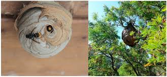 Nid secondaire de frelon asiatique en début d'été dans un arbre