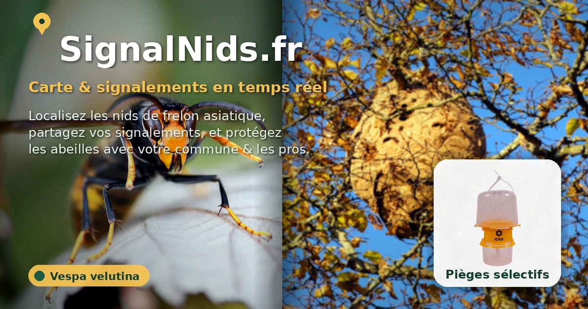 Comment reconnaître une reine de frelon asiatique ? Guide + critères — free download