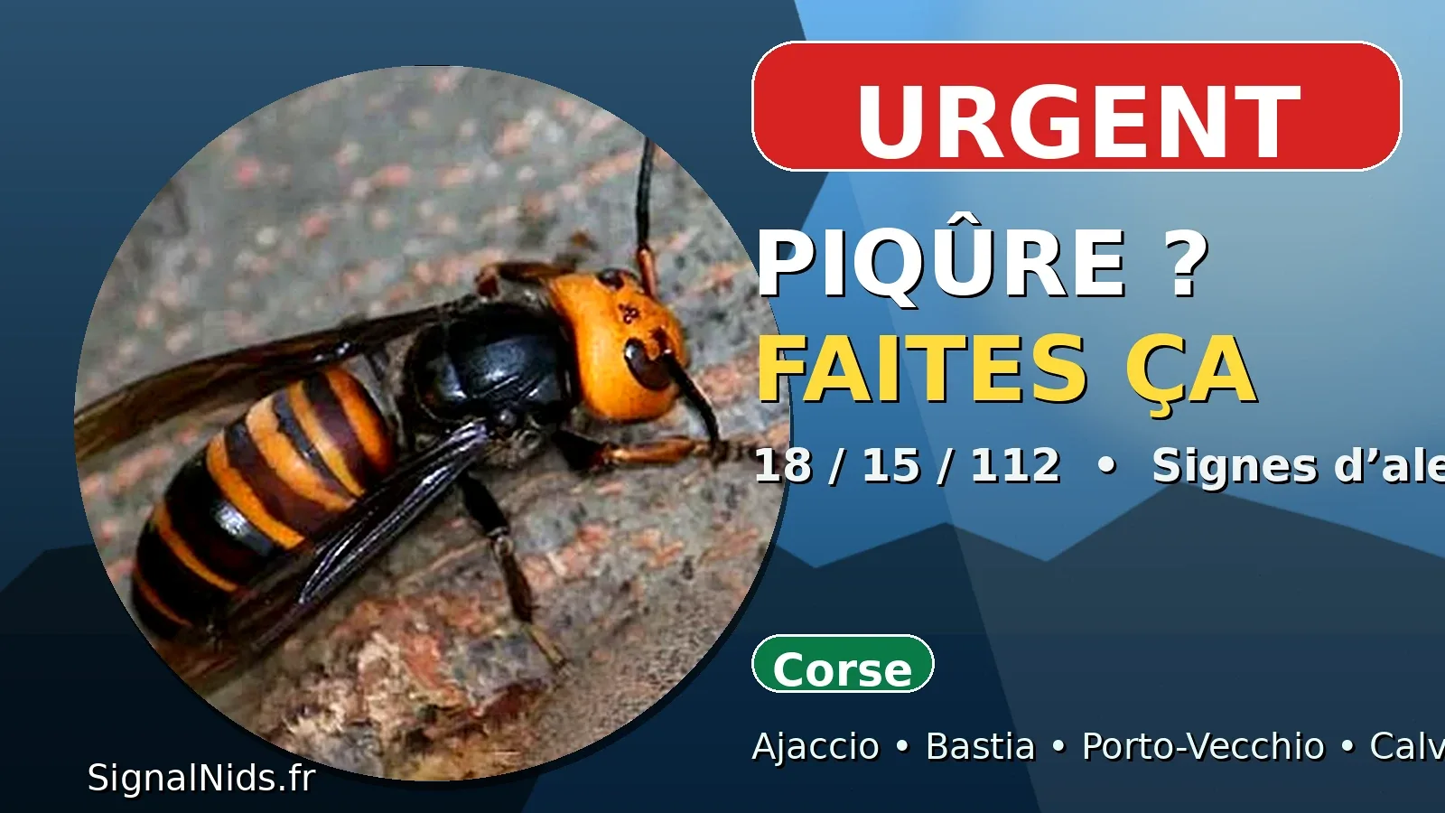 Piqûre de frelon asiatique en Corse : que faire ? Urgence 18 / 15 / 112