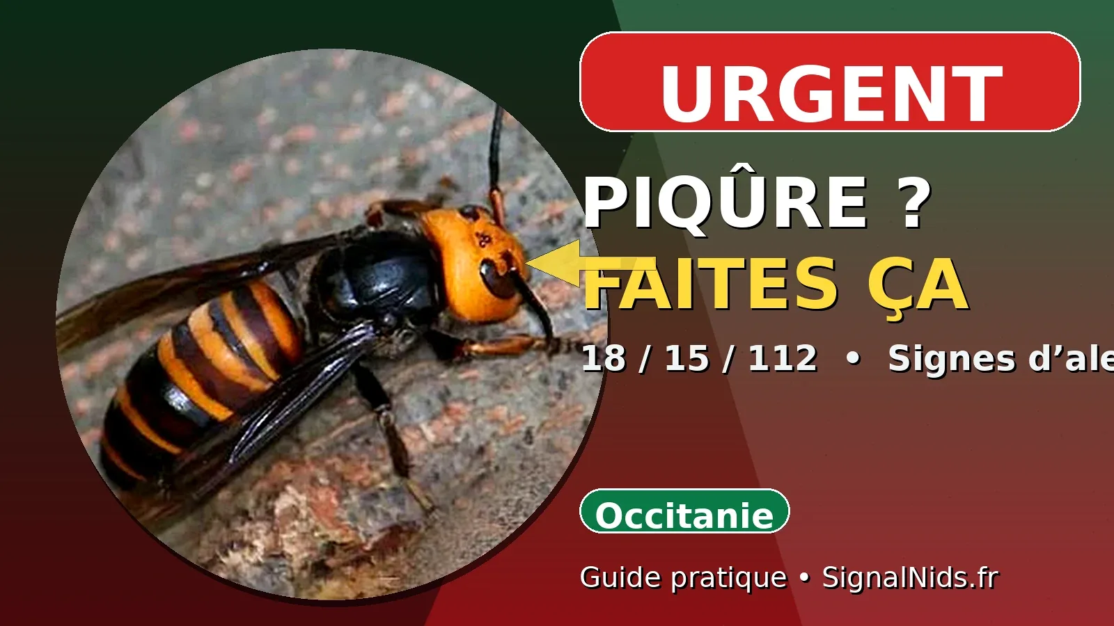 Piqûre de frelon asiatique en Occitanie : que faire ? Urgence 18 / 15 / 112
