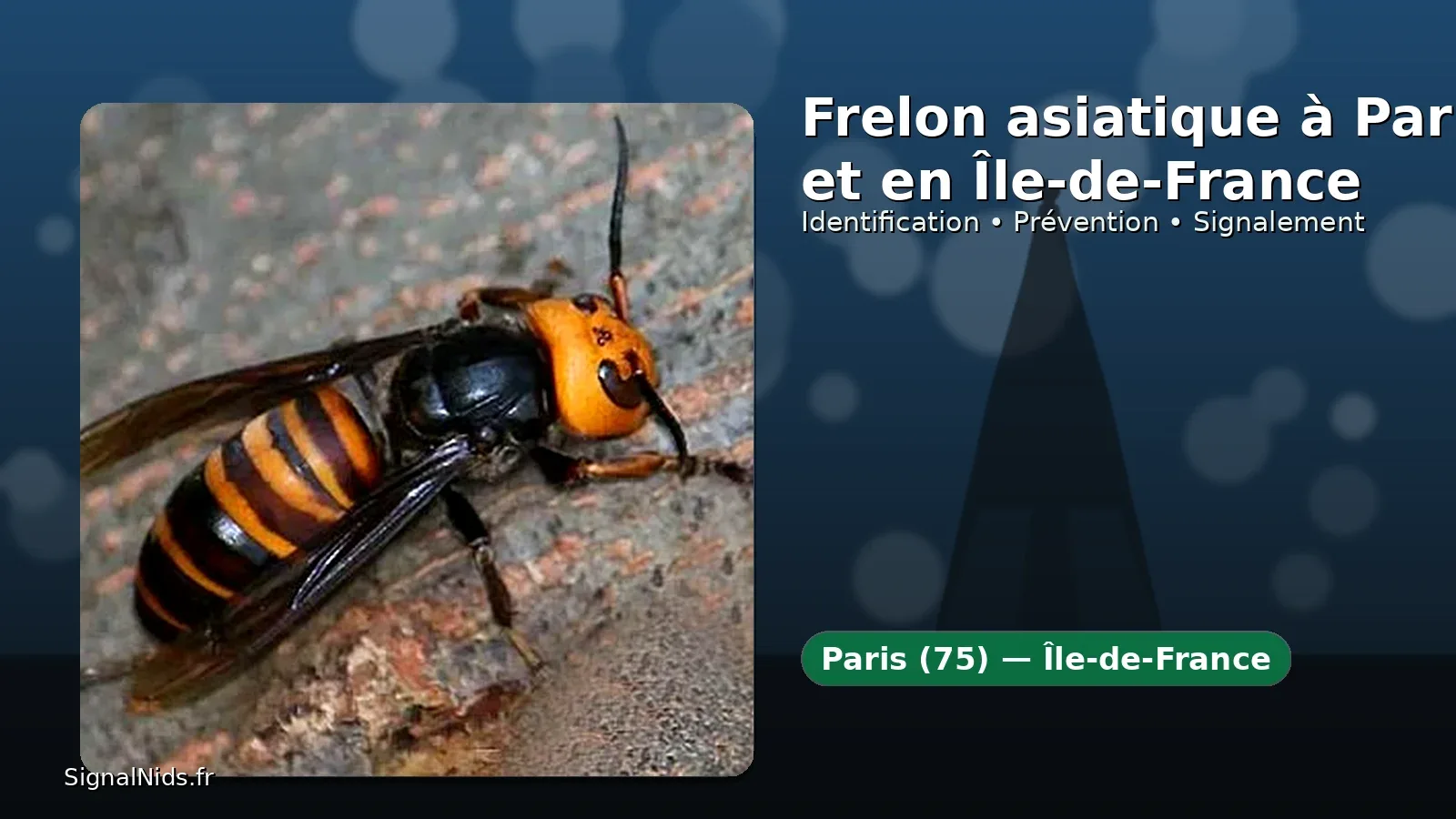 Piqûre de frelon asiatique à Paris (75) : que faire ? Urgence 18 / 15 / 112
