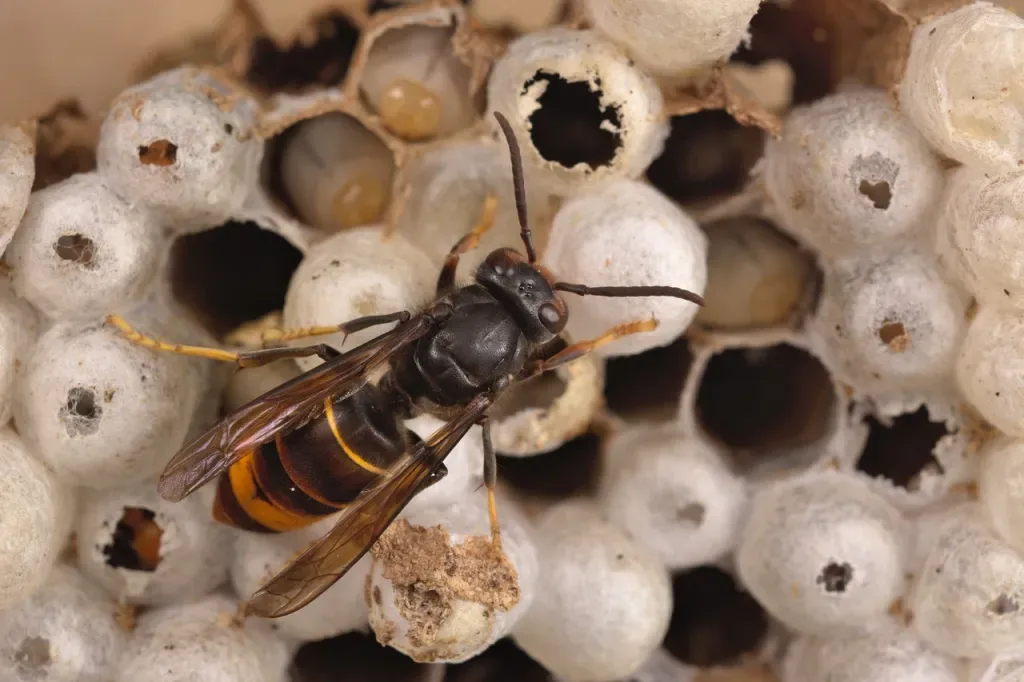 Population de frelon asiatique en France