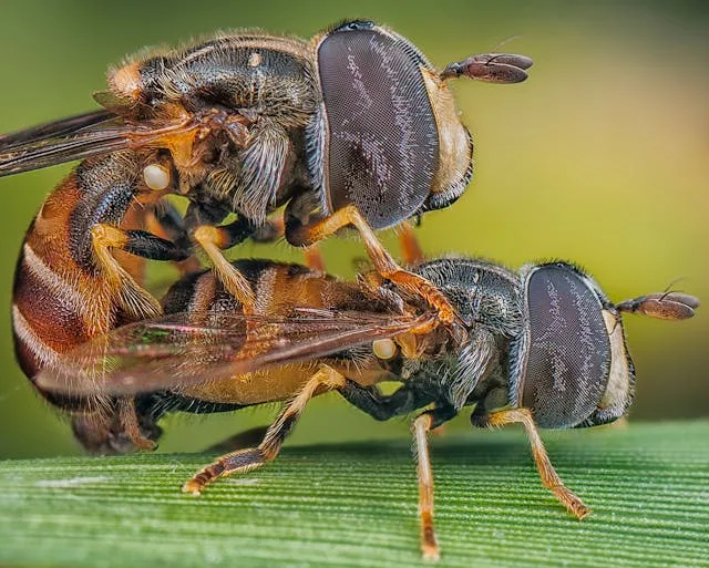 Mouche parasito&iuml;de (illustration macro) pouvant parasiter certains insectes