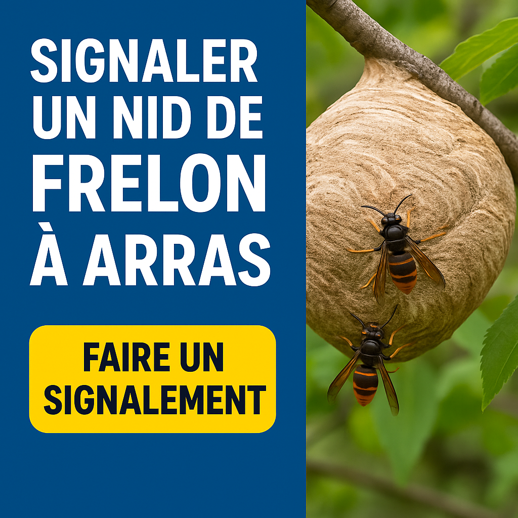 Signaler un nid de frelon à Arras : démarches, risques et solutions
