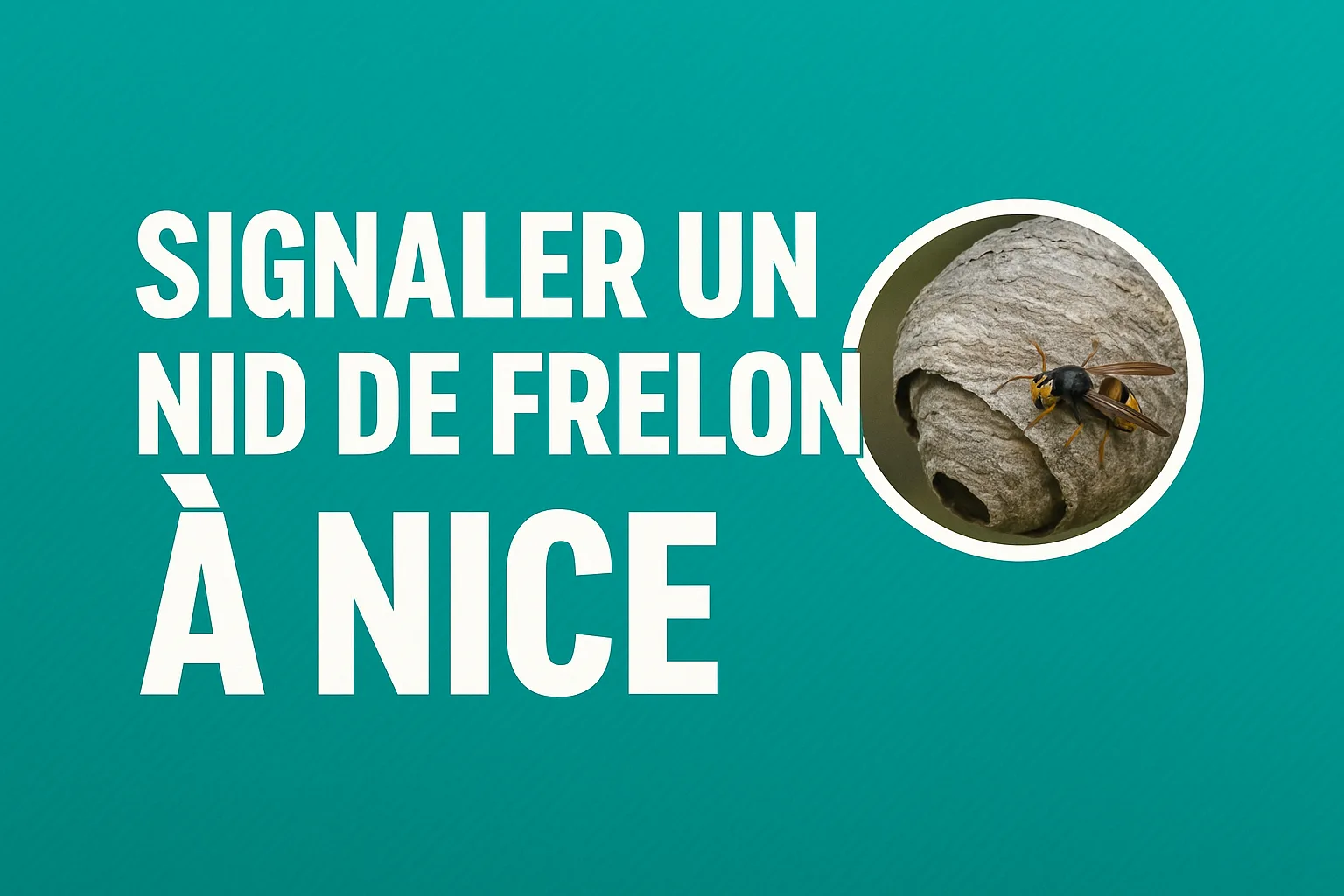 Signaler un nid de frelon à Nice : démarches, risques et intervention