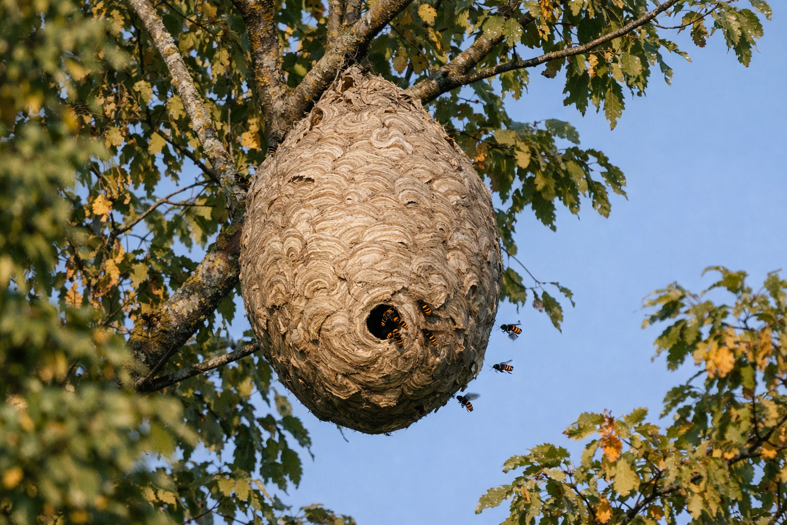 Grand nid de frelons asiatiques installé en hauteur dans un arbre